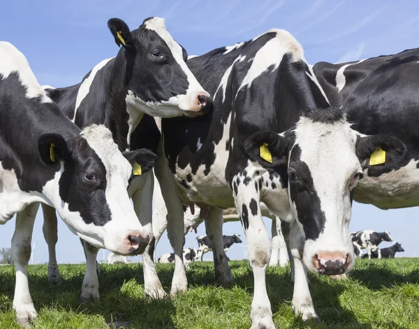 Black and white cows in sunny dutch green meadow under blue sky — Stock Photo, Image