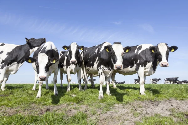 Black and white cows in meadow with blue sky — Stock Photo, Image