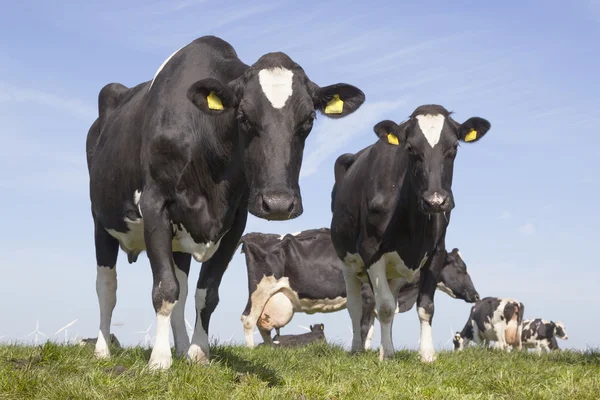 Schwarz-weiße Kühe auf sonniger holländisch-grüner Weide in den Niederlanden — Stockfoto