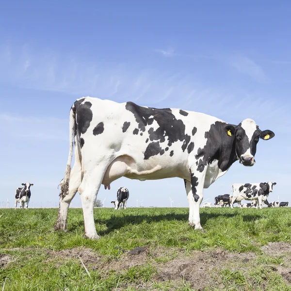 Vierkante foto van zwart-witte koeien in zonnige Nederlandse groene mead — Stockfoto