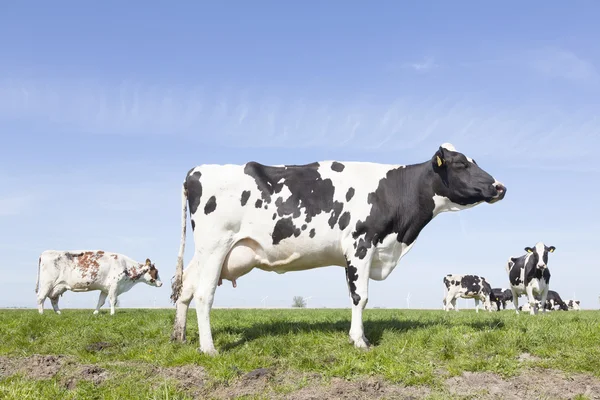 Black and white cows in sunny dutch green meadow in the netherla — Stock Photo, Image