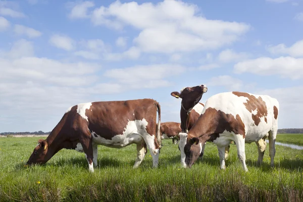 Red and white cows in dutch meadow under blue sky with clouds — Stock Photo, Image