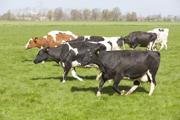 Vacas pretas e brancas dançam e correm no prado holandês no primeiro dia — Fotografia de Stock