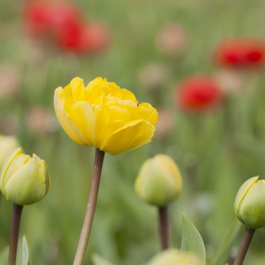 Sarı Lale bahçesinde arka planda kırmızı olanlar ile