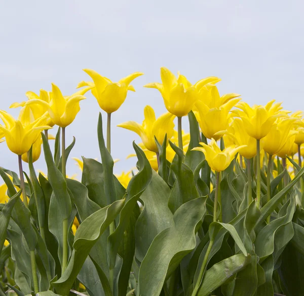 Närbild av gula tulpaner i nederländska blomma fältet — Stockfoto
