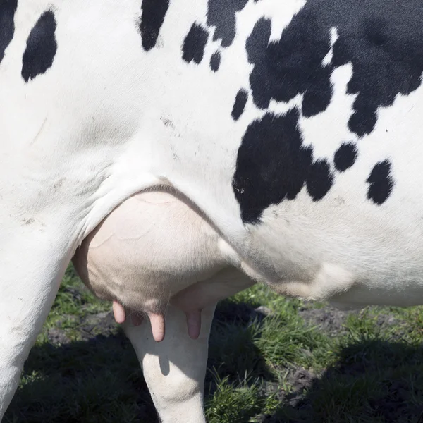 Mamelle de vache noire et blanche dans la prairie — Photo