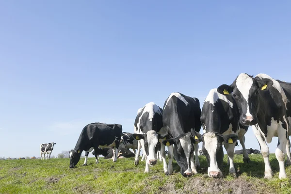 Zwart-witte koeien in zonnige Nederlandse groene weide onder de blauwe hemel — Stockfoto