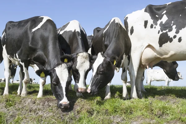 Black and white cows stick their heads together and look while s — Stock Photo, Image