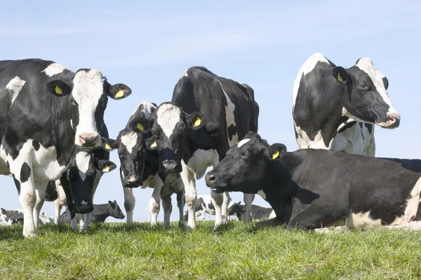 Schwarz-weiße Kühe auf einer sonnigen holländisch grünen Wiese unter blauem Himmel — Stockfoto