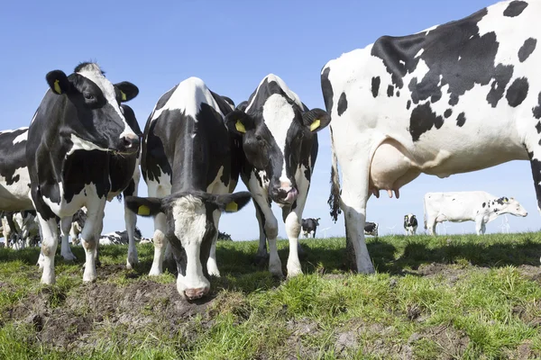 Vaches noires et blanches dans une prairie verte ensoleillée sous le ciel bleu — Photo