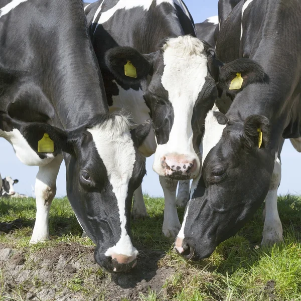 Three black and white cows stick their heads together and look w — Stock Photo, Image