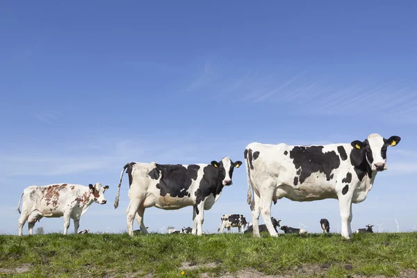 Vacas blancas y negras miran en verde prado cubierto de hierba bajo el cielo azul —  Fotos de Stock