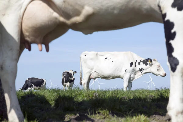 Schwarz-weiße Kühe auf einer sonnigen holländisch grünen Wiese unter blauem Himmel — Stockfoto