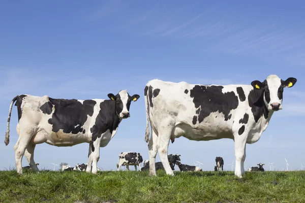 Siyah ve beyaz inekler mavi gökyüzü altında yeşil çimenli çayırda dik dik — Stok fotoğraf