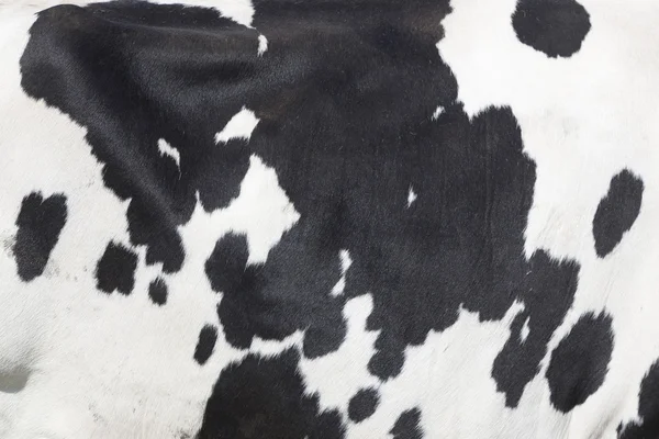 Manchas blancas y negras en el lado de la vaca — Foto de Stock