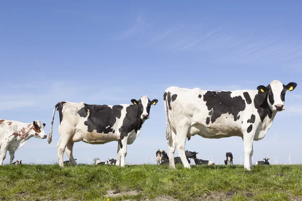 Vacas pretas e brancas em prado verde holandês ensolarado na netherla — Fotografia de Stock