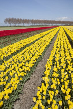 red and white tulips in colorful landscape of dutch noordoostpol clipart