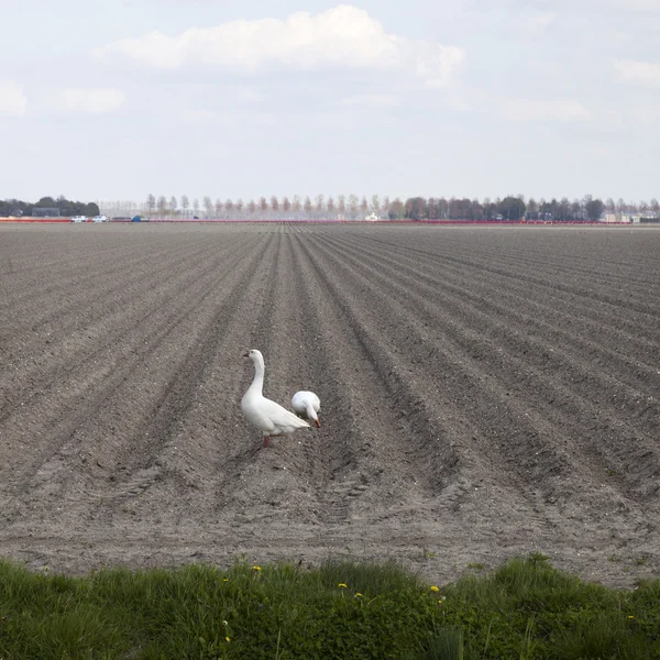Dois gansos brancos na paisagem de noordoostpolder em holland — Fotografia de Stock