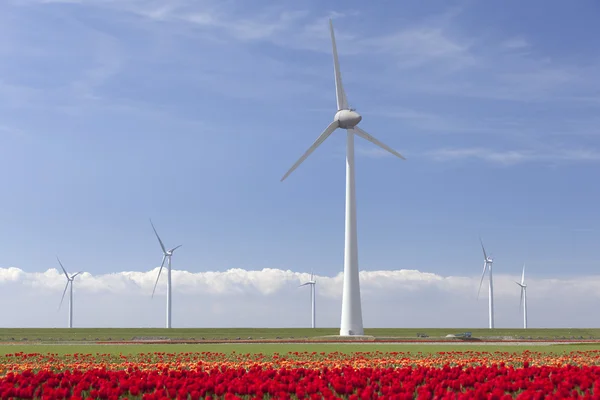 Ветряные турбины против голубого неба и красного тюльпанового поля в Голландии — стоковое фото