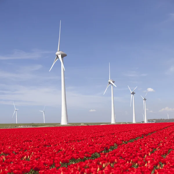 Vindkraftverk mot blå himmel och röda tulpan område i holland — Stockfoto