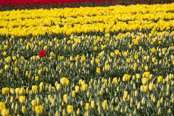 Un tulipano rosso tra molti fiori gialli e boccioli in olandese — Foto Stock