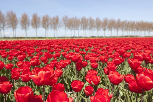 Tulipani rossi vivaci in campo di fiori noordoostpolder olandese con albero — Foto Stock