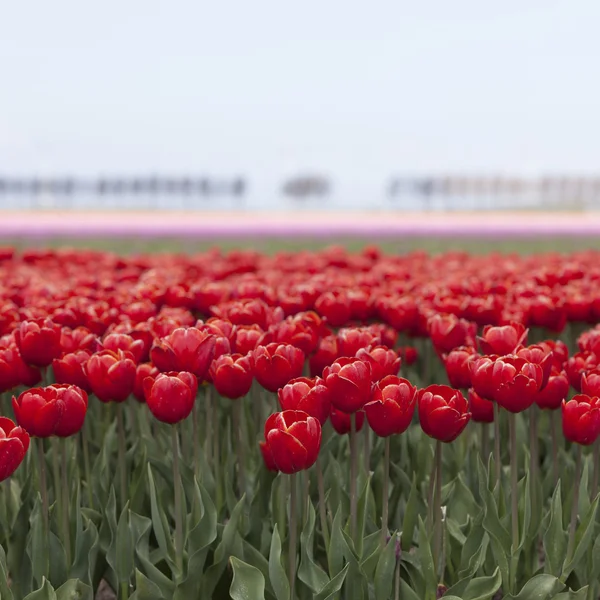 Tulipani rossi con fiori rosa sullo sfondo su tulipano olandese fl — Foto Stock