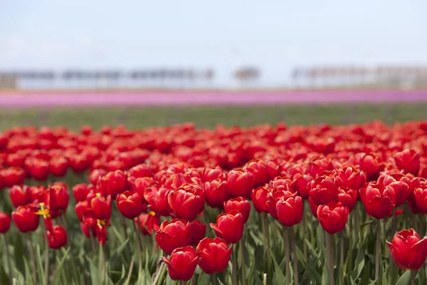 Tulipani rossi con fiori rosa sullo sfondo su tulipano olandese fl — Foto Stock