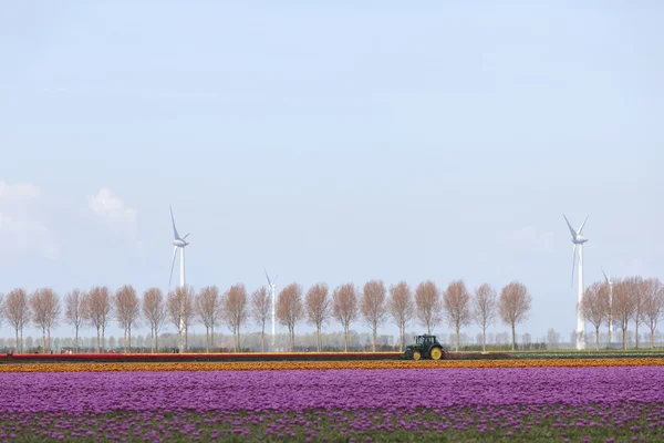 Paisaje de tulipán rosa con árboles y turbina eólica en Holanda más —  Fotos de Stock