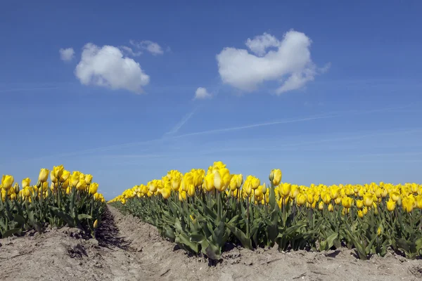 Gelbe Tulpen im holländischen Blumenfeld mit blauem Himmel aus niedrigem Winkel — Stockfoto