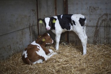 iki genç kırmızı ve siyah calfs saman ahır içinde