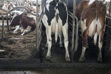 kişi kararlı içinde kırmızı ve siyah sığır