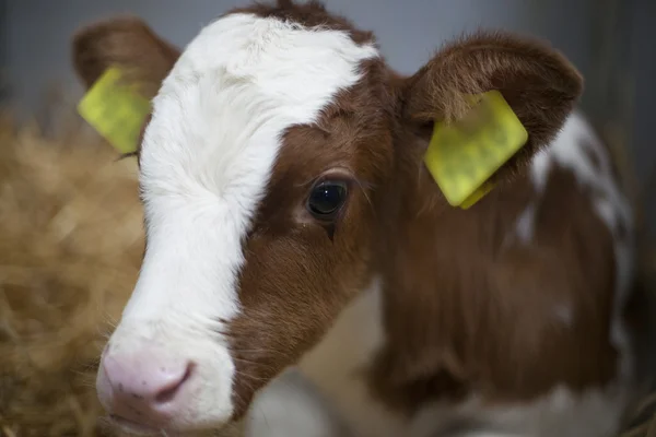 Closeup of red calf in straw of barn — Stock Photo, Image