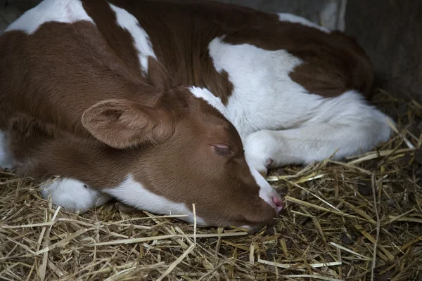 Young brown or red calf oin straw of barn — Stock Photo, Image