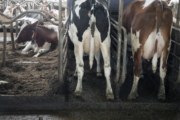 Costas de gado vermelho e preto dentro estável — Fotografia de Stock