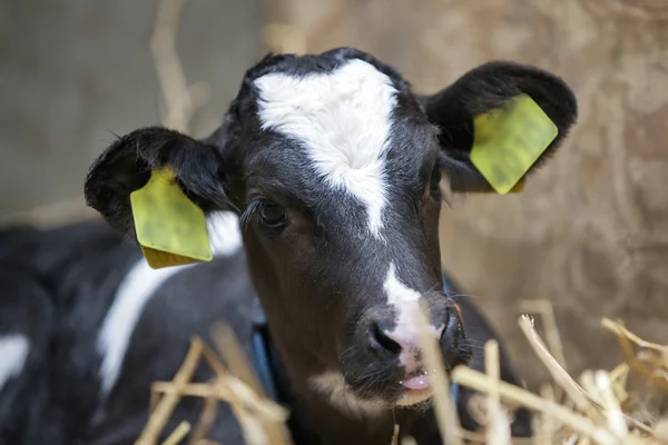 Black and white calfs in barn looks — Stock Photo, Image