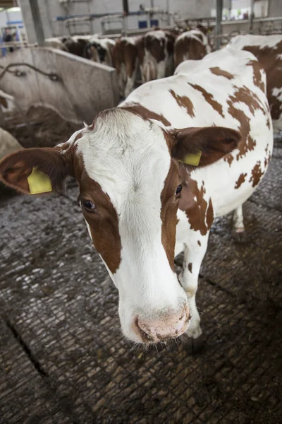 Red and white cow stands in stable with other cows in the backgr — Stock Photo, Image