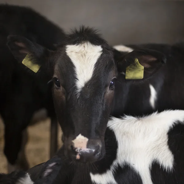 Black and white calfs in barn looks — Stock Photo, Image