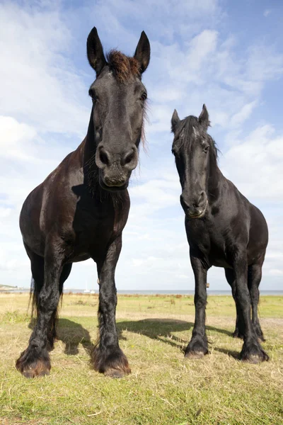 Dos caballos negros en el prado en la isla de Vlieland en la neth — Foto de Stock