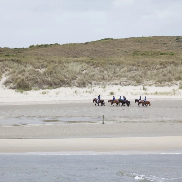 Grupo de cavalos na praia perto de waddenzee nas terras baixas — Fotografia de Stock