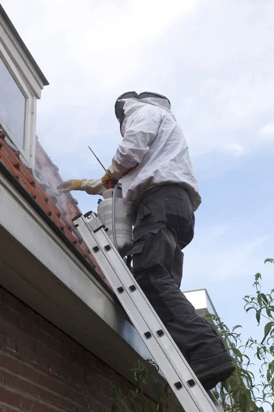 Pest controller on ladder removing wasp nest — Stock Photo, Image