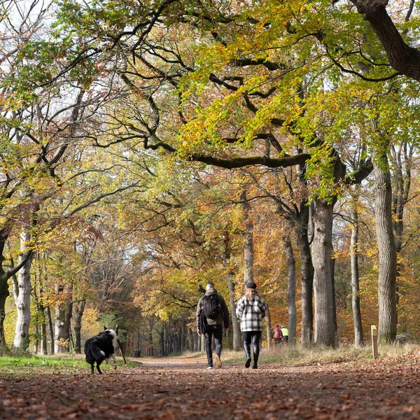 Paar en hond in herfstbos nabij utrecht in het Noorden — Stockfoto