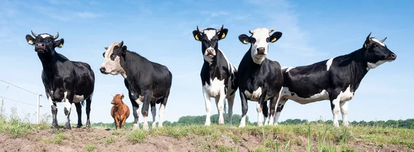 Vacas jovens com chifres pretas e brancas manchadas sob o céu azul no prado refletido na água da vala — Fotografia de Stock