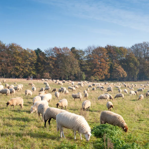 Stado owiec w słoneczny jesienny dzień w pobliżu lasu w dolnej części prowincji utrecht — Zdjęcie stockowe