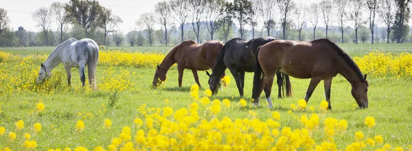 Vários cavalos pastando no prado verde com flores de colza amarelas — Fotografia de Stock