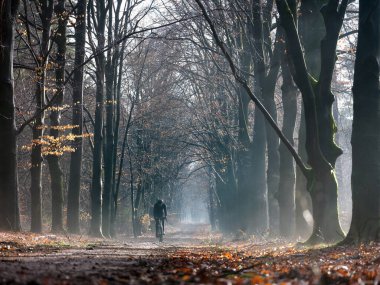 Dağ bisikletli adam kış ormanında Hollanda 'da utrecht yakınlarında.