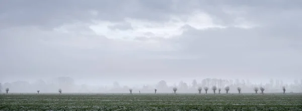 Salgueiros em paisagem de prado de inverno sob céu nublado perto de utrecht em holland — Fotografia de Stock