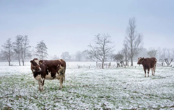 Czerwone i białe krowy na pokrytej śniegiem łące w pobliżu utrecht w Holandii — Zdjęcie stockowe