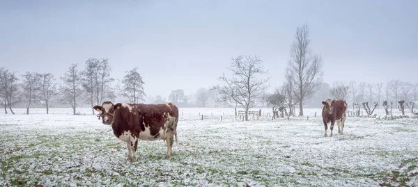 Red and white cows in snow covered meadow near utrecht in holland — Stock Photo, Image