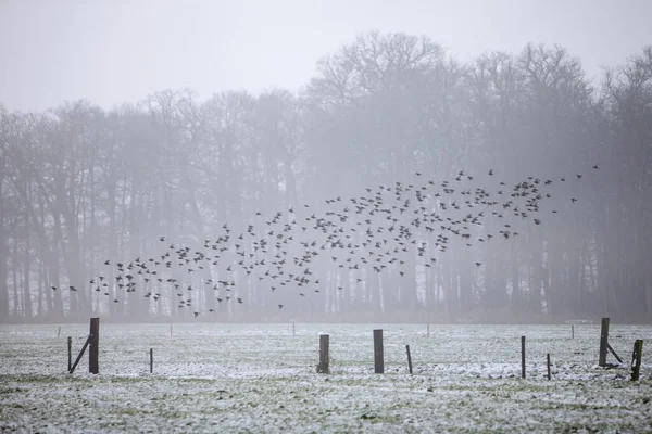 Enxame de estorninhos na paisagem holandesa de inverno com árvores — Fotografia de Stock